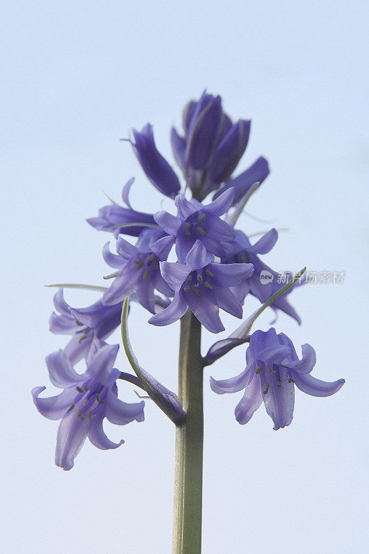 Spanish Bluebell - Hyacinthoides hispanica